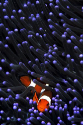 Clownfish taken at Mabul,D200 60mm by Tunc Yavuzdogan 